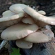Міцелій на брусочки Агроцибе, Аgrocybe aegerita - зображення 4