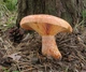 Міцелій Рейші (Трутовика лакованого), Ganoderma lucidum 100 г - зображення 7