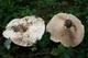 Міцелій Груздя пергаментного, Lactarius pergamenus 100 г - зображення 2