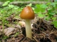 Мицелий Подосиновика серого, Leccinum versipelle f. grisea 100 г - изображение 6