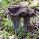Міцелій Лисички сірої, Craterellus cornukopioides 100 г - зображення 4