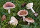 Міцелій Сироїжки непоказною, Russula nauseosa 100 г - зображення 1