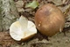 Мицелий Сыроежки сине-жёлтой, Russula cyanoxantha 100 г - изображение 4
