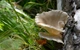 Мицелий на брусочках Вешенка рожковидная (Вешенка обильная), Pleurotus cornucopiae - изображение 2