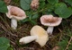 Міцелій Сироїжки непоказною, Russula nauseosa 100 г - зображення 2