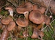 Мицелий на брусочках Опёнок осенний (Опёнок настоящий), Armillaria mellea - изображение 2