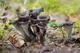 Міцелій Лисички сірої, Craterellus cornukopioides 100 г - зображення 5