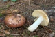 Мицелий Сыроежки сине-жёлтой, Russula cyanoxantha 100 г - изображение 5