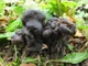Міцелій Лисички звичайної (жовтої), Cantharellus cibarius 100 г - зображення 7