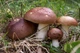 Мицелий Сыроежки сине-жёлтой, Russula cyanoxantha 100 г - изображение 6
