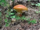 Мицелий Маслёнка зернистого, Suillus granulatus 100 г - изображение 4