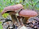 Мицелий на брусочках Опёнок осенний (Опёнок настоящий), Armillaria mellea - изображение 3