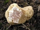Міцелій Трутовика хвойного, Ganoderma tsugae 100 г - зображення 8