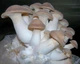 Мицелий Вешенки королевской, Pleurotus eryngii 100 г - изображение 1