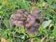 Мицелий Рядовки скученной, Lyophyllum decastes 100 г - изображение 2