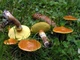 Мицелий Маслёнка зернистого, Suillus granulatus 100 г - изображение 5