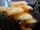 Мицелий Опёнка зимнего, Flammulina velutipes 100 г - изображение 2