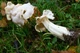 Міцелій Лисички сірої, Craterellus cornukopioides 100 г - зображення 7