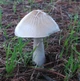 Міцелій Вольвариеллы прекрасною, Volvariella speciosa 100 г - зображення 2
