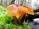 Мицелий Опёнка зимнего, Flammulina velutipes 100 г - изображение 5