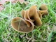 Міцелій Ежовика строкатого, Sarcodon imbricatus 100 г - зображення 5
