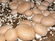 Мицелий Шампиньона королевского, Agaricus bisporus 100 г - изображение 1