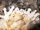 Міцелій Опенька луковичноногого, Armillaria cepistipes 100 г - зображення 4