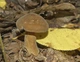 Міцелій Млечника темно-бурого, Lactarius fuliginosus 100 г - зображення 1