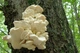 Мицелий Ежовика коралловидного, Hericium coralloides 100 г - изображение 5