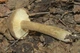 Міцелій Млечника темно-бурого, Lactarius fuliginosus 100 г - зображення 3