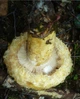 Міцелій Груздя перцевого, Lactarius piperatus 100 г - зображення 7
