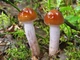Мицелий Паутинника жёлтого, Cortinarius triumphans 100 г - изображение 4