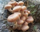 Міцелій на брусочки Опеньок натяк (Фоліота намеко), Pholiota nameko - зображення 6