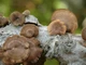 Міцелій Трутовика зимового (Полипоруса зимового), Polyporus brumalis 100 г - зображення 2