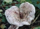 Міцелій Груздя синеющего, Lactarius repraesentaneus 100 г - зображення 8