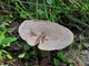 Міцелій Груздя пергаментного, Lactarius pergamenus 100 г - зображення 4