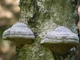Міцелій Трутовика зимового (Полипоруса зимового), Polyporus brumalis 100 г - зображення 4