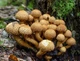 Міцелій Чешуйчатки ворсистою (Чешуйчатки звичайної), Pholiota squarrosa 100 г - зображення 1