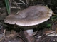 Міцелій Груздя пергаментного, Lactarius pergamenus 100 г - зображення 5