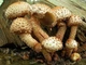 Міцелій Чешуйчатки ворсистою (Чешуйчатки звичайної), Pholiota squarrosa 100 г - зображення 2