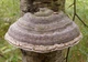 Міцелій Трутовика зимового (Полипоруса зимового), Polyporus brumalis 100 г - зображення 6