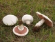 Мицелий Шампиньона лугового, Agaricus campestris 100 г - изображение 3
