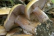 Мицелий Паутинника сизоножкового, Cortinarius glaucopus 100 г - изображение 3