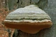 Міцелій Трутовика зимового (Полипоруса зимового), Polyporus brumalis 100 г - зображення 8