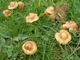 Мицелий Опёнка зимнего, Flammulina velutipes 100 г - изображение 9