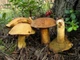 Міцелій Моховика жовто-бурого піщаного, Suillus variegatus 100 г - зображення 2