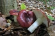 Мицелий Сыроежки буреющей (Сыроежки ароматной), Russula xerampelina 100 г - изображение 2
