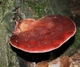 Міцелій Печіночниці звичайної, Fistulina hepatica 100 г - зображення 2