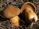 Міцелій Моховика жовто-бурого піщаного, Suillus variegatus 100 г - зображення 4