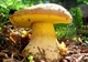 Мицелий Боровика жёлтого, Boletus impolitus 100 г - изображение 1